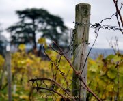 Rund um Schloss Johannisberg - Fotograf Henry Mann