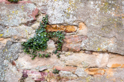 Rund um Schloss Johannisberg - Fotograf Olaf Kratge