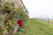 Rund um Schloss Johannisberg - Fotograf Olaf Kratge
