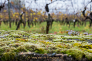 Rund um Schloss Johannisberg - Fotograf Olaf Kratge