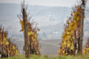 Rund um Schloss Johannisberg - Fotograf Thomas Stähler