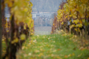 Rund um Schloss Johannisberg - Fotograf Thomas Stähler