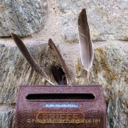 FW Kronberg - Fotograf  Clemens Schnitzler