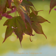 Fotowalk Kunstufer Bingen - Fotografin Anne Jeuk