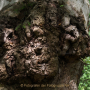 Fotowalk Kurpark Wiesbaden - Fotograf Helmut Joa