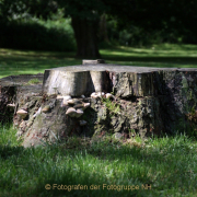 Fotowalk Kurpark Wiesbaden - Fotograf Helmut Joa