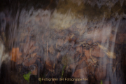 Fotowalk Theisstal - Fotograf Olaf Kratge