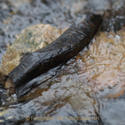 Fotowalk Theisstal - Fotograf  Werner Ch. Buchwald