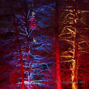 Winterlichter im Palmengarten - Fotograf Helmut Joa