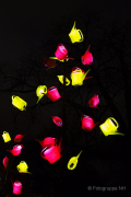 Winterlichter im Palmengarten - Fotografin Jutta R. Buchwald