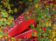 Baumwipfelpfad Bad Camberg - Fotografin Anne Jeuk