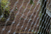Baumwipfelpfad Bad Camberg - Fotograf Werner Ch. Buchwald