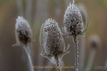 Fotowalk Bad Camberg - Fotograf Clemens Schnitzler