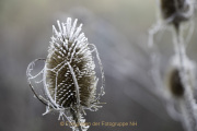 Fotowalk Bad Camberg - Fotograf Joachim Würth