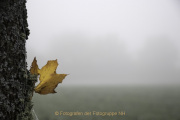 Fotowalk Bad Camberg - Fotograf Joachim Würth