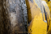 clemschn_bhf_ndhsn_3773