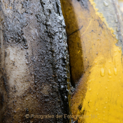 clemschn_bhf_ndhsn_3773
