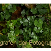 Fotowalk Bergpark Eppstein - Fotografin Nicole Gieseler