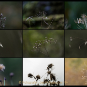 Fotowalk Bergpark Eppstein - Fotografin Jutta R. Buchwald