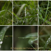 Fotowalk Bergpark Eppstein - Fotograf Clemens Schnitzler