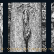 Fotowalk Bergpark Eppstein - Fotograf Henry Mann