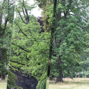 Fotowalk Blickachsen Kurpark Bad Homburg - Fotograf Werner Ch. Buchwald