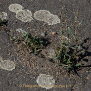 Fotowalk Bonames - Fotograf Werner Ch. Buchwald
