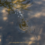 Fotowalk Bonames - Fotograf Werner Ch. Buchwald