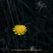 Fotowalk Bonames - Fotograf Werner Ch. Buchwald