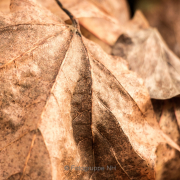 Fotowalk Braunfels - Fotografin Nicole Gieseler