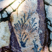 Fotowalk Eltville - Fotografin Jutta R. Buchwald