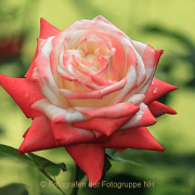 Fotowalk Eltville - Fotograf Joachim Würth