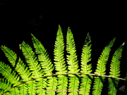 Themenwalk Gegenlicht im Heftricher Moor - Fotografin Anne Jeuk