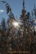 Themenwalk Gegenlicht im Heftricher Moor - Fotograf Werner Ch. Buchwald
