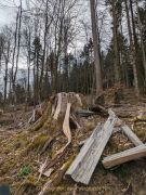 Glashütten - WaldGlasWeg - Fotografin Christa Zimmermann