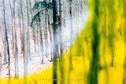 Glashütten - WaldGlasWeg - Fotografin Jutta R. Buchwald