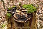 Glashütten - WaldGlasWeg - Fotograf Jörg Zimmermann