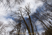 Glashütten - WaldGlasWeg - Fotograf Werner Ch. Buchwald