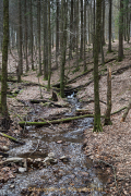 Glashütten - WaldGlasWeg - Fotograf Werner Ch. Buchwald