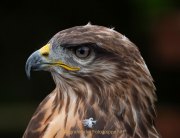 Greifvogelwarte Bad Nauheim - Fotografin Anne Jeuk