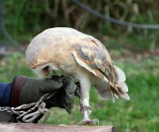 Greifvogelwarte Bad Nauheim - Fotografin Anne Jeuk