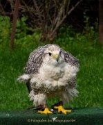 Greifvogelwarte Bad Nauheim - Fotografin Anne Jeuk