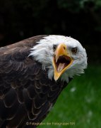 Greifvogelwarte Bad Nauheim - Fotografin Anne Jeuk