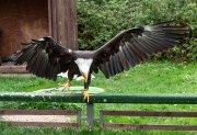Greifvogelwarte Bad Nauheim - Fotografin Anne Jeuk