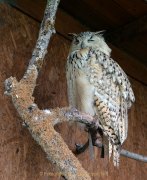Greifvogelwarte Bad Nauheim - Fotografin Anne Jeuk