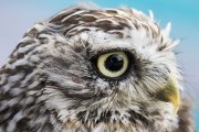 Greifvogelwarte Bad Nauheim - Fotografin Jutta R. Buchwald