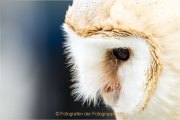 Greifvogelwarte Bad Nauheim - Fotografin Jutta R. Buchwald