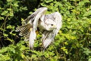 Greifvogelwarte Bad Nauheim - Fotografin Jutta R. Buchwald