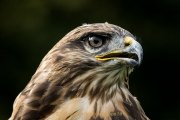 Greifvogelwarte Bad Nauheim - Fotografin Jutta R. Buchwald
