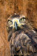 Greifvogelwarte Bad Nauheim - Fotografin Jutta R. Buchwald